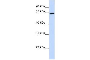 Western Blotting (WB) image for anti-Zinc Finger Protein 280B (ZNF280B) antibody (ABIN2458440) (ZNF280B Antikörper)