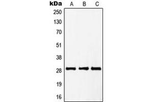Western blot analysis of PTTG1/2/3 expression in HepG2 (A), Jurkat (B), NIH3T3 (C) whole cell lysates.