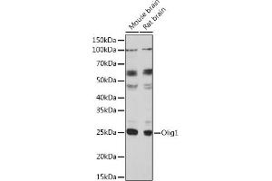 Western blot analysis of extracts of various cell lines, using Olig1 Polyclonal Antibody (ABIN7269091) at 1:1000 dilution. (OLIG1 Antikörper  (AA 1-100))