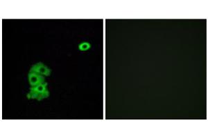 Immunofluorescence analysis of A549 cells, using OR4C6 antibody. (OR4C6 Antikörper  (Internal Region))