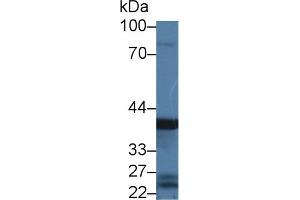 Western Blot; Sample: Rat Stomach lysate; Primary Ab: 3µg/ml Rabbit Anti-Mouse PGC Antibody Second Ab: 0.