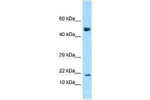 WB Suggested Anti-Ankrd37 Antibody Titration: 1. (ANKRD37 Antikörper  (N-Term))