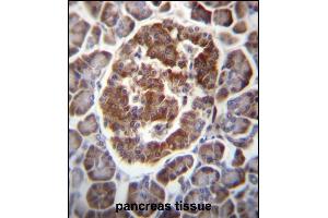 TBC1D22A Antibody (C-term) (ABIN656780 and ABIN2845998) immunohistochemistry analysis in formalin fixed and paraffin embedded human pancreas tissue followed by peroxidase conjugation of the secondary antibody and DAB staining. (TBC1D22A Antikörper  (C-Term))