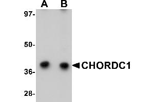 Western Blotting (WB) image for anti-Cysteine and Histidine-Rich Domain (CHORD)-Containing 1 (CHORDC1) (N-Term) antibody (ABIN1031319) (CHORDC1 Antikörper  (N-Term))