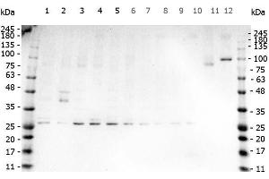 Western Blot of Rabbit anti-TNF Alpha antibody. (TNF alpha Antikörper)