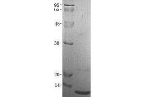 Validation with Western Blot (CCL27 Protein)