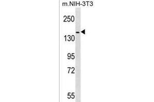 HER4 Antibody (p) (ABIN1536665 and ABIN2850515) western blot analysis in mouse NIH-3T3 cell line lysates (35 μg/lane). (ERBB4 Antikörper  (C-Term))