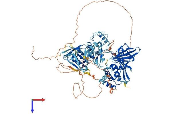 PTPN3 Protein (AA 1-913) (His tag)