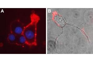 Expression of CaVα2δ3 in PC12 cellsCell surface detection of CaVα2δ3 in intact living rat PC12 cells.