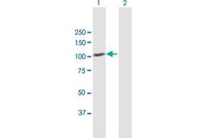 Western Blot analysis of MDM1 expression in transfected 293T cell line by MDM1 MaxPab polyclonal antibody. (MDM1 Antikörper  (AA 1-714))
