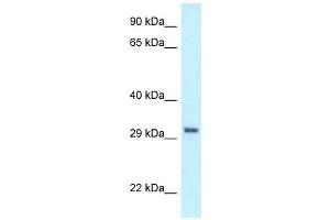 Western Blot showing PEX19 antibody used at a concentration of 1 ug/ml against HCT15 Cell Lysate (PEX19 Antikörper  (C-Term))