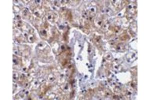 Immunohistochemical staining of human liver tissue using AP30193PU-N caspase-12 antibody (small) at 10 μg/ml.