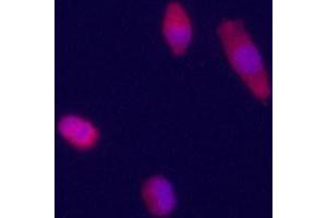 Immunofluorecence staining of anti-GPC3 Pab (cat (ABIN390319 and ABIN2840750)) on HepG2 cells. (Glypican 3 Antikörper  (AA 335-365))