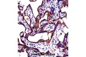Immunohistochemistry (IHC) image for anti-Alkaline Phosphatase, Placental-Like 2 (ALPPL2) antibody (ABIN2997395)