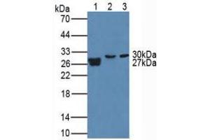 Figure. (MMP7 Antikörper  (AA 1-267))