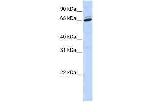 ARSH antibody used at 1 ug/ml to detect target protein.