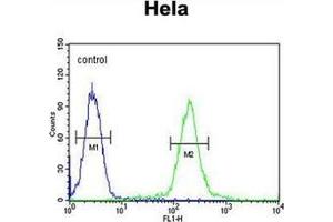 Flow cytometric analysis of Hela cells using GALNT4 Antibody (N-term) Cat. (GALNT4 Antikörper  (N-Term))