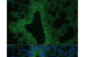 Immunofluorescence analysis of Mouse lung cells using IL25 Polyclonal Antibody at dilution of 1:100. (IL-25 Antikörper)