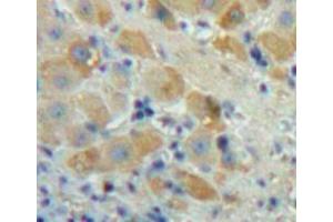 IHC-P analysis of Liver tissue, with DAB staining. (FGF23 Antikörper  (AA 25-251))