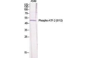 Western Blot (WB) analysis of specific cells using Phospho-ATF-2 (S112) Polyclonal Antibody.