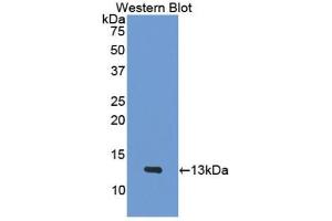 Detection of Recombinant PF4, Mouse using Polyclonal Antibody to Platelet Factor 4 (PF4) (PF4 Antikörper  (AA 30-105))