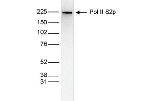 Western Blot of anti-Pol II S2p antibody Western Blot results of Mouse anti-Pol II S2p antibody. (POLR2A/RPB1 Antikörper  (pSer2))