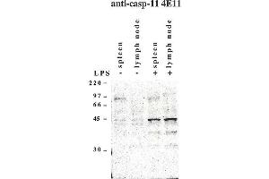 Western blot using anti-Caspase-11 (mouse), mAb (4E11)  detecting endogenous caspase-11 in mouse spleen and lymph node as two bands of 43 and 38 kDa after exposure to LPS. (Caspase 4 Antikörper)