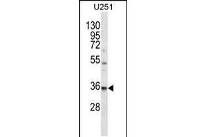 Western blot analysis in U251 cell line lysates (35ug/lane). (VPS37B Antikörper  (AA 99-127))