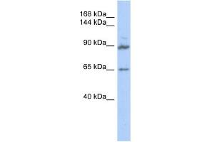 WB Suggested Anti-GPRASP2 Antibody Titration: 0. (GPRASP2 Antikörper  (Middle Region))