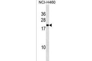 IAL4A Antibody (Center) (ABIN1538554 and ABIN2850281) western blot analysis in NCI- cell line lysates (35 μg/lane). (PPIAL4A Antikörper  (AA 66-92))