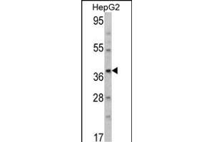 Western blot analysis of T Antibody (N-term) (ABIN390700 and ABIN2840986) in HepG2 cell line lysates (35 μg/lane).