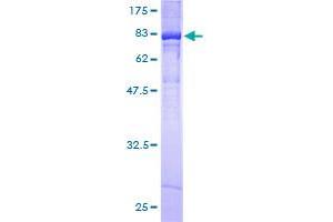 KCNF1 Protein (AA 1-494) (GST tag)