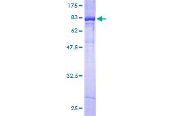 KCNF1 Protein (AA 1-494) (GST tag)