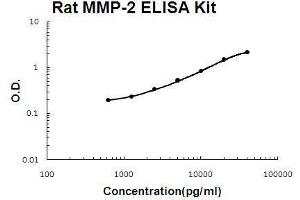 Rat MMP-2 PicoKine ELISA Kit standard curve (MMP2 ELISA Kit)