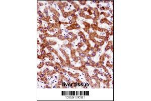 IHH Antibody immunohistochemistry analysis in formalin fixed and paraffin embedded human liver tissue followed by peroxidase conjugation of the secondary antibody and DAB staining. (Indian Hedgehog Antikörper  (N-Term))