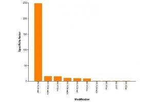 Histone H4K20me2 antibody (mAb) specificity tested by peptide array analysis. (Histone H4 Antikörper  (2meLys20))