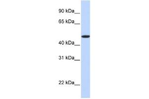EPOr antibody used at 1 ug/ml to detect target protein. (EPOR Antikörper  (N-Term))