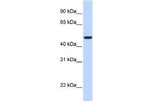 anti-Erythropoietin Receptor (EPOR) (N-Term) antibody
