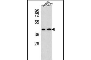 DAT Antibody (Center) (ABIN654120 and ABIN2843997) western blot analysis in HepG2,Y79 cell line lysates (35 μg/lane). (AADAT Antikörper  (AA 196-224))