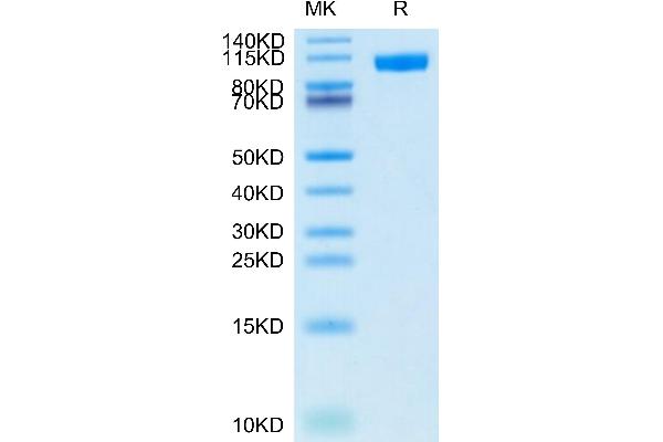 CD56 Protein (AA 20-718) (His tag)