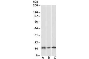 Western blot testing of human [A], mouse [B] and rat [C] heart lysates with NDUFA7 antibody at 0. (NDUFA7 Antikörper)