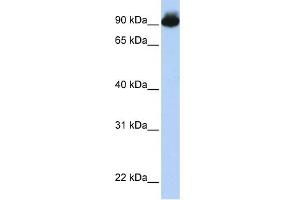 WB Suggested Anti-ELMO3 Antibody Titration:  0. (ELMO3 Antikörper  (Middle Region))