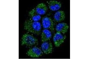 Confocal immunofluorescent analysis ofCL029 antibody (N-term) Cat. (C12ORF29 Antikörper  (N-Term))