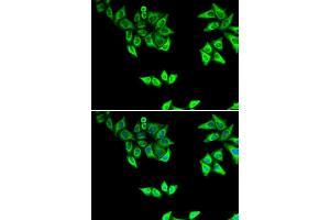 Immunofluorescence (IF) image for anti-Oxidase (Cytochrome C) Assembly 1-Like (OXA1L) antibody (ABIN1980316) (OXA1L Antikörper)