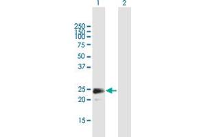 Western Blot analysis of FGF18 expression in transfected 293T cell line by FGF18 MaxPab polyclonal antibody. (FGF18 Antikörper  (AA 1-207))