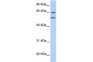 WB Suggested Anti-HTR2A Antibody Titration:  0. (HTR2A Antikörper  (N-Term))