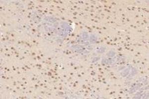Immunohistochemistry analysis of paraffin-embedded mouse cerebellum using,TCOF1 (ABIN7076003) at dilution of 1: 2800 (TCOF1 Antikörper)