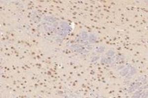 Immunohistochemistry analysis of paraffin-embedded mouse cerebellum using,TCOF1 (ABIN7076003) at dilution of 1: 2800 (TCOF1 Antikörper)