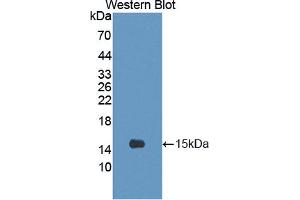 Western blot analysis of the recombinant protein. (CRTC3 Antikörper  (AA 1-103))