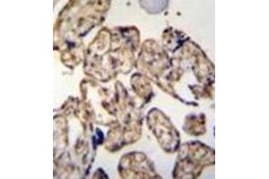 Immunohistochemistry analysis in formalin fixed and paraffin embedded human placenta tissue reacted with LRRC45 Antibody (C-term) followed by peroxidase conjugation of the secondary antibody and DAB staining. (LRRC45 Antikörper  (C-Term))